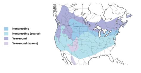 evening grosbeak range map - Bird Watching HQ