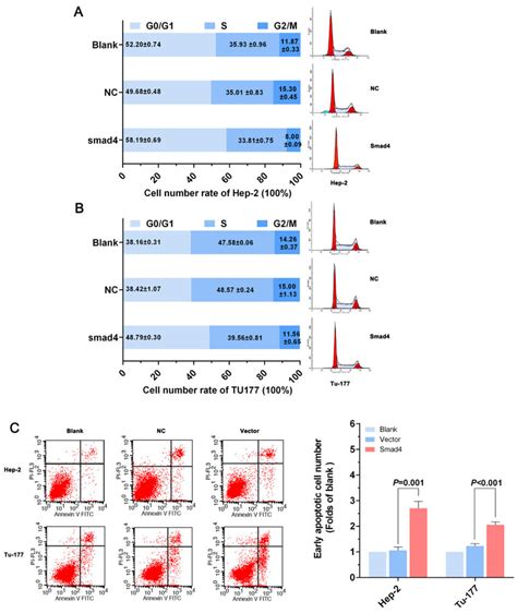 Overexpression Of Smad4 Can Induce Apoptosis In LSCC Cells And Arrest