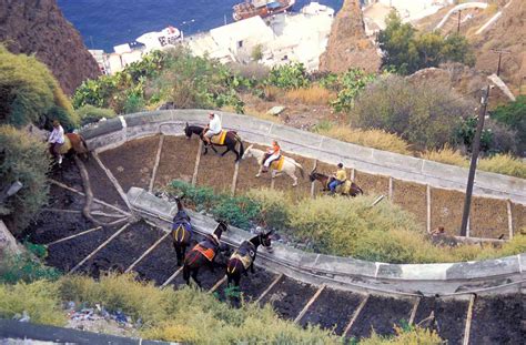 Greece Bans Overweight Tourists From Riding Donkeys In Santorini