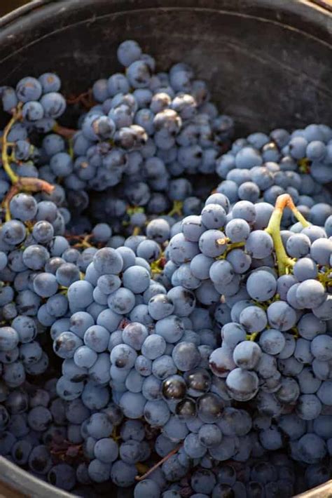 Mourvèdre: Grape Characteristics, Wine Taste Profile & Pairings