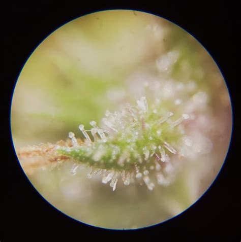 1 The Glandular Trichomes Of The Female Flower Of Cannabis Sativa