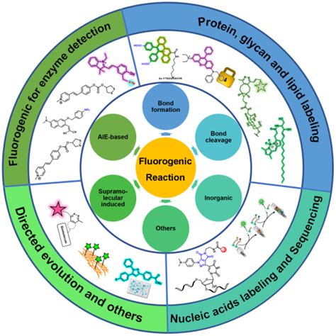 Fluorogenic Reactions In Chemical Biology Seeing Chemistry In Cells