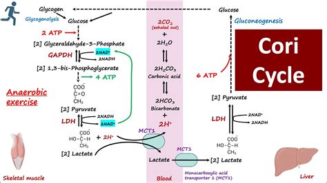 Cori Cycle Lactic Acid Metabolism Glucose Lactate Cycle Importance Of Cori Cycle