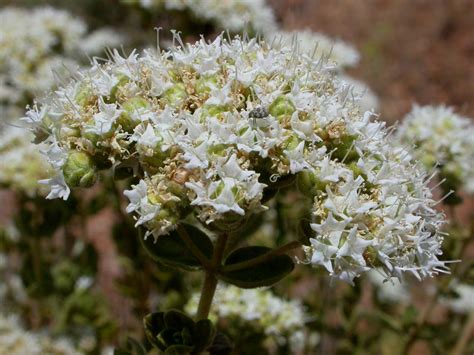 Origanum Onites