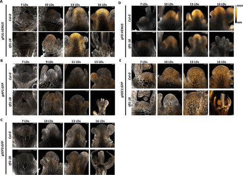 Spatio Temporal Expression Patterns In Tfl And Col A E