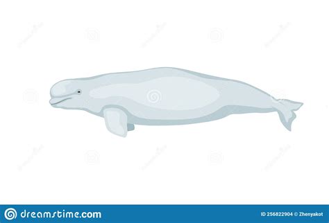 Beluga branca ilustração do vetor Ilustração de baleia 256822904