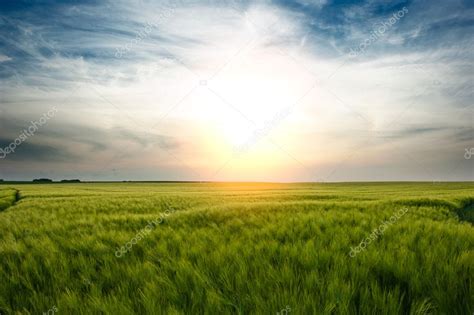 Sunset over wheat field — Stock Photo © paulgrecaud #12727768