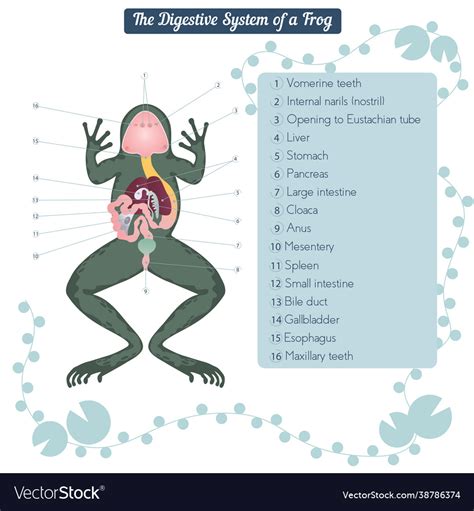 Diagram Of Internal Structure Of Frog A Frog S Internal Orga