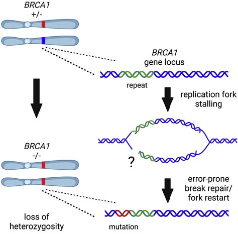 Brca1 Protects Against Its Own Fragility Molecular Cell