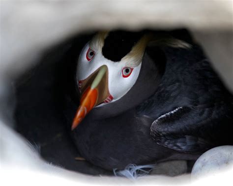 Usfws News On Twitter Rt Usfws I M Just A Puffin Standing In My