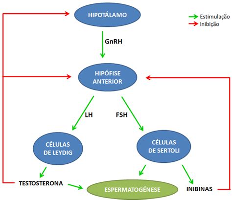 Eixo Hipotal Mico Hipofis Rio Gonadal Masculino Rela Es