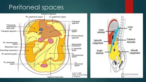 anatomy of Peritoneal spaces