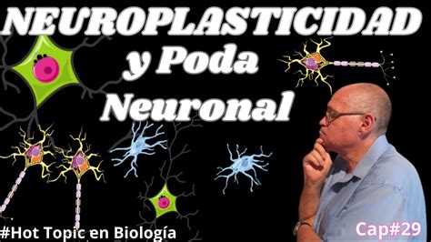 Neuroplasticidad Y Poda NEURONAL Explicada En Forma SENCILLA Cap 28