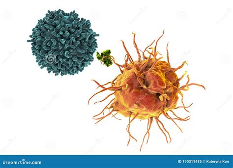 Dendritic Cells Antigen Presentation