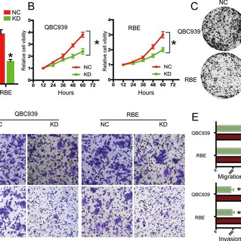 Knockdown Of Neat Significantly Inhibited Cell Proliferation