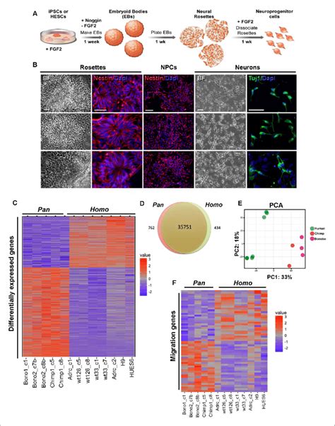 Characterization Of Neural Progenitor Cells Npcs Derived From Human Download Scientific