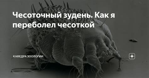 Чесоточный зудень. Как я переболел чесоткой | Кафедра зоологии | Дзен