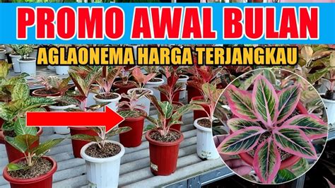 PROMO AGLAONEMA AWAL BULAN AGLAONEMA LOKAL DAN IMPOR RAWATAN YouTube