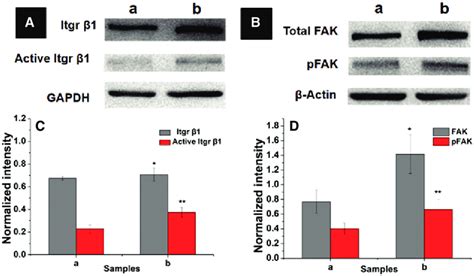 A Western Blotting Analysis Of Total Integrin 1 And Active Integrin 1 Download Scientific