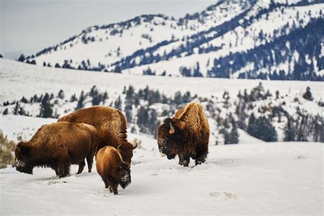 7 Must-Know Tips for Visiting Yellowstone National Park in the Winter ...