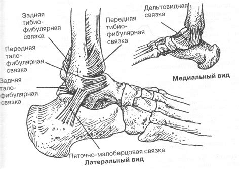 Голеностопный сустав: анатомия, строение, фото (много картинок ...