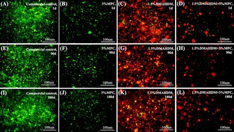 Representative Livedead Images Of Two Day Biofilms On Specimens Live