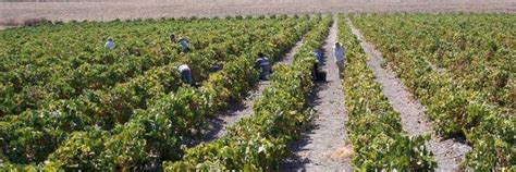 Los agricultores y ganaderos extremeños podrán realizar la solicitud