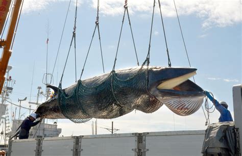 Japan Begins Research Whaling Hunt Off Eastern Hokkaido The Japan Times