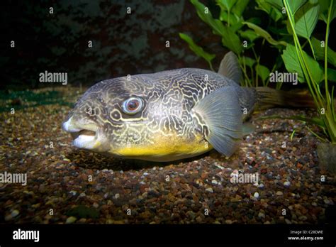 Congo River Basin Fish