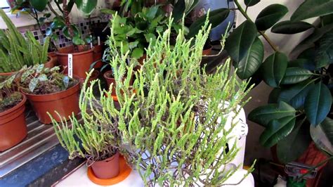 How To Care For And Grow Crassula Muscosa The Watch Chain Succulent