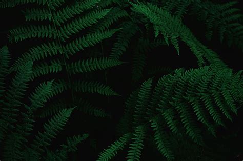 Fern 4k Wallpaper Collection | bharatagritech.com