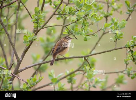 Sedge Warbler Acrocephalus Schoenobaenus Adult Male Perched On A Willow