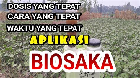 Dosis Cara Dan Waktu Aplikasi Biosaka Yang Tepat Youtube