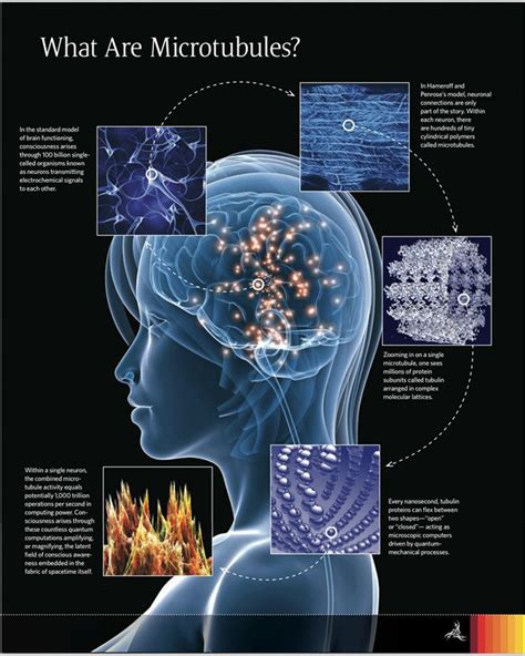 The Human Brain Quantum Consciousness Mind Blowing Facts Quantum