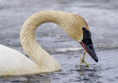 Swan Symbolism 7 Spiritual Meanings Of Swan