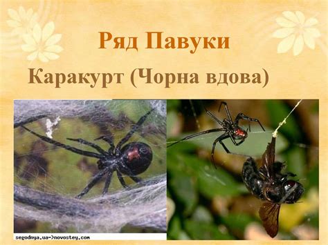 Тип Членистоногі. Різноманітність представників класу Павукоподібні ...