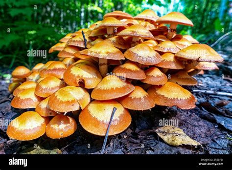 Group Of Orange Mushrooms Close Up In The Forest Pholiota Mushroom Or