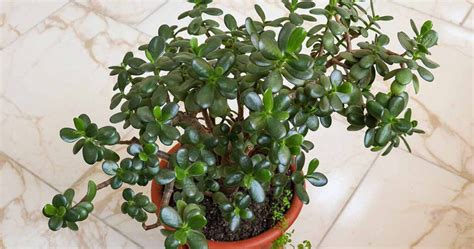 How To Grow A Jade Tree Just With A Leaf Garden