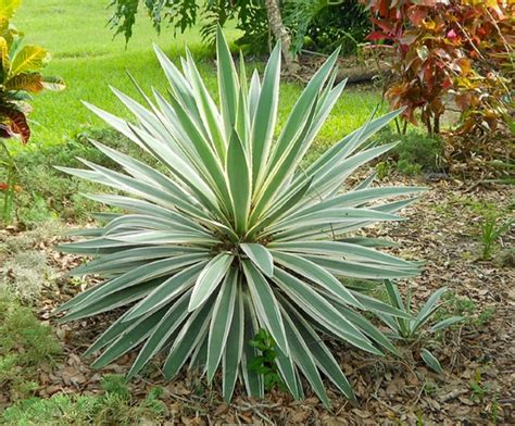 Spanish Dagger Yucca Gloriosa Growing And Care Guide For Gardeners