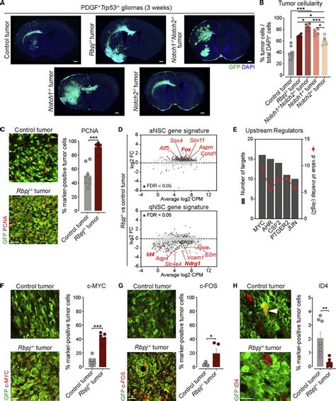 Inhibition Of Notch Signaling Induces An Activated Stem Cell Trait And