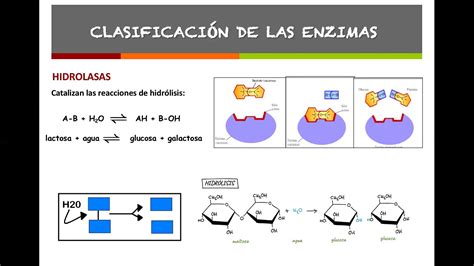 CLASIFICACIÓN DE LAS ENZIMAS YouTube