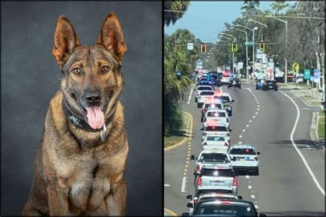 A Heros Homegoing K 9 Leo Receives Police Escort After Dying In Line