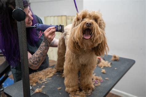 Home Woof Gang Bakery And Grooming