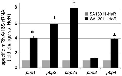 Quantitation Of Pbp1 4 And Pbp2a Mrnas By Real Time Rt Pcr Was