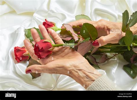 Red Rose In Senior Woman Hands Old Woman Hands With Red Manicure