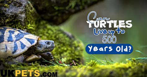 How Long Do Turtles Live UK Pets