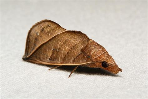 The Vampire Moth Genus Calyptra Equipped With A Specialized