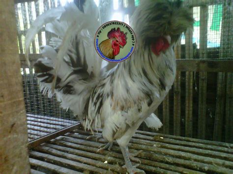 081390418867 Toko Jual Ayam Hias 089637822311 Beacama Warna Ayam