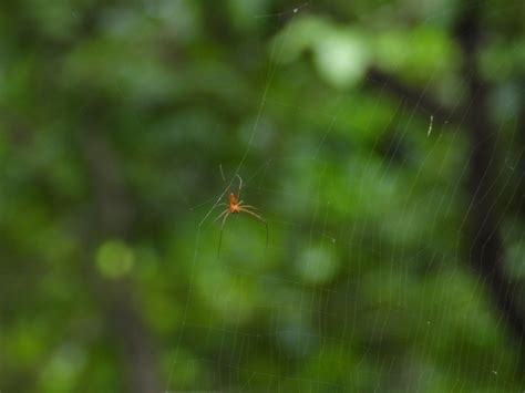 Giant Golden Orbweaver From Ratapani On September At Am