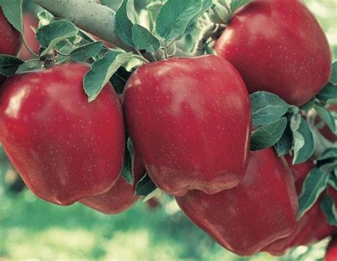 Starkrimson® Red Delicious Apple Apple Trees Stark Bros Red